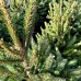 Smrek obyčajný (Picea abies) - výška 120-140 cm, kont. C20L